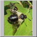 Abia fasciata - Keulhornblattwespe 01c.jpg